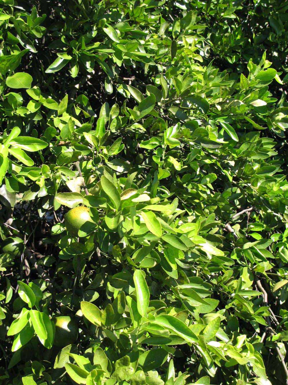              Sun leaves (Winter Haven, FL)       